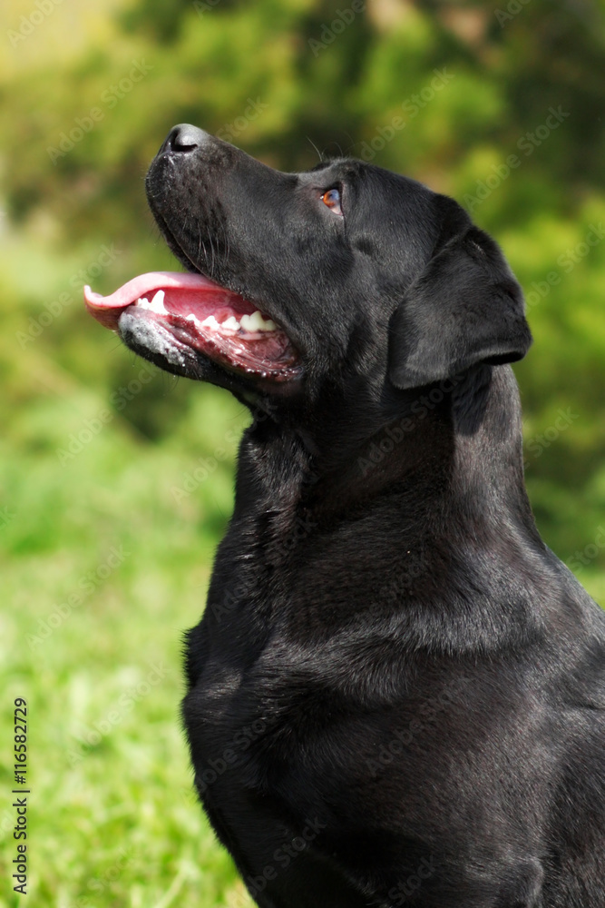 black beautiful dog breed Labrador Retriever sits in the summer black beautiful dog breed Labrador Retriever sits in the summer