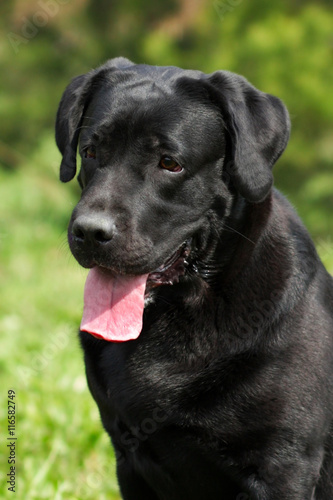 Beautiful purebred black Labrador glistens in the sun