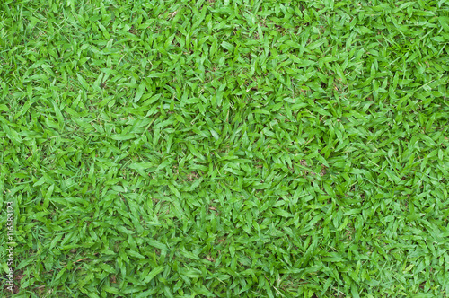 The top view of green grass yard background