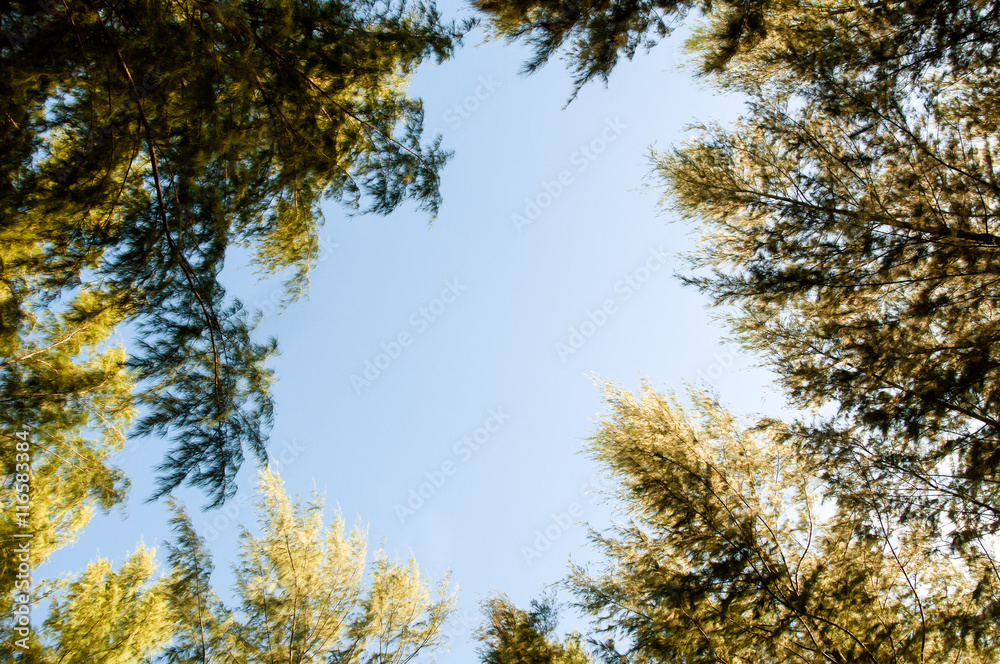 Obraz premium the motion blur view through canopy of tall pine tree to blue sky