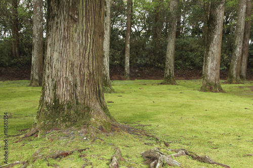 Εκτύπωση καμβά Obi, Miyazaki, Japan