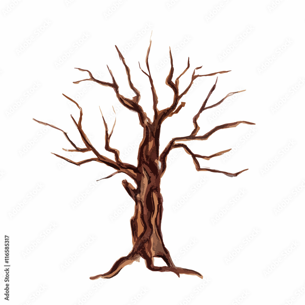 Obraz premium Isolated watercolor dry tree on white background. Fall, autumn, spring nature. Fine tree.