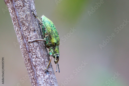фотографія Rhagium inquisitor