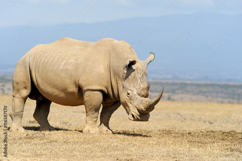Fototapeta premium Rhino on savannah in Africa