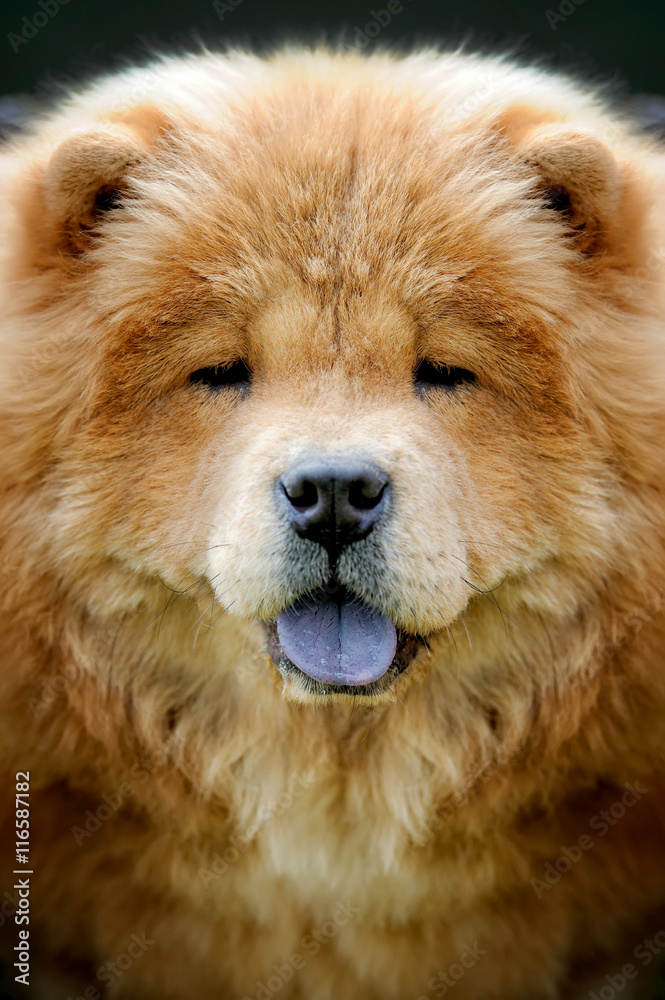 Chow Chow portrait Chow Chow portrait