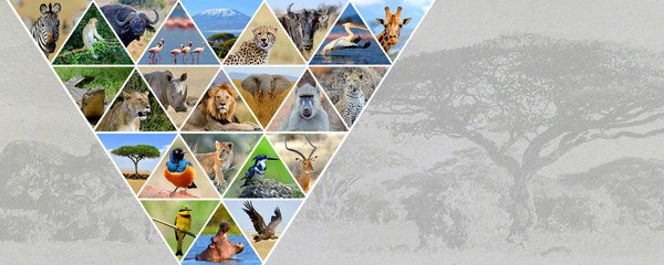 Photo collage african animals. Travel concept