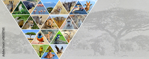 Photo collage african animals. Travel concept