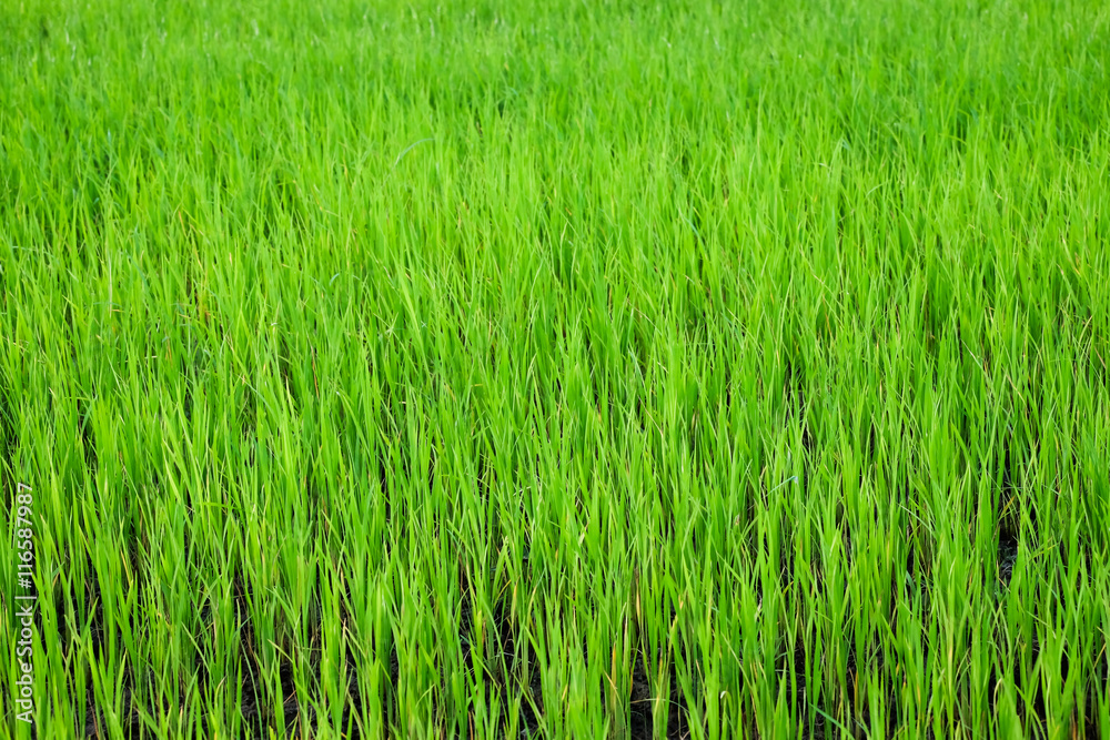 Green Paddy