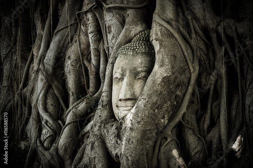 A buddha face in an ancient root. photo