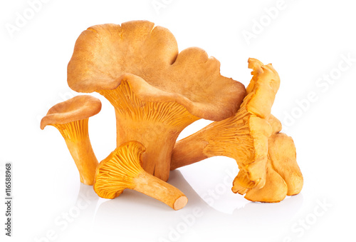 Chanterelle mushrooms isolated on a white background