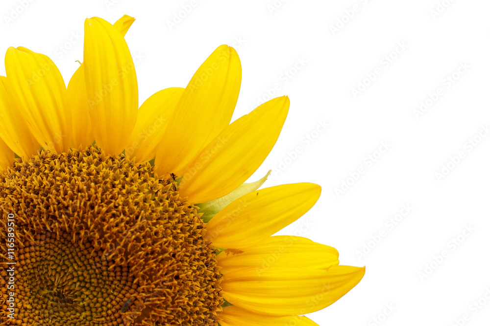 Naklejka premium sunflower isolated on white background,with copyspace
