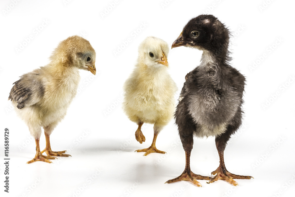 Meeting Of Chickens Meeting Of Chickens