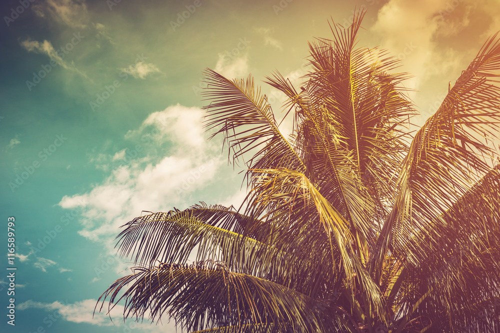 Fototapeta premium coconut palm tree and sky in summer with vintage toned.