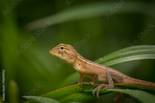 Brown baby native lizard or chameleon on the grass. © ohengine