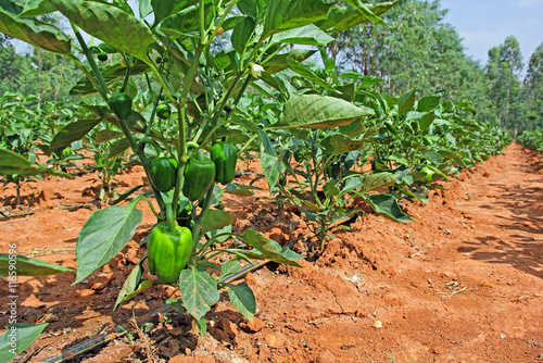 Capsicum plants with ripening green fruits from a cultivation field in India.