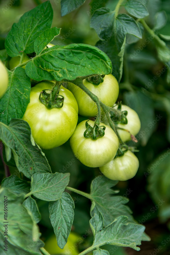 green tomatoes growing on the branches. green tomatoes growing on the branches.