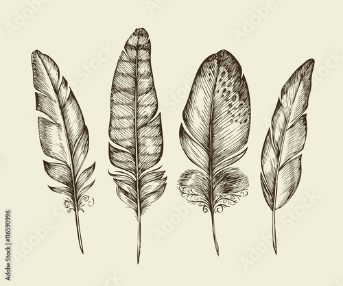 Hand drawn vintage bird feathers. Sketch writing feather. Vector illustration