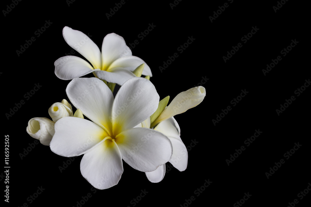 Obraz premium Isolate beautiful white flower plumeria or frangipani on black