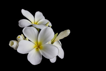 Keuken achterwand Frangipani Witte plumeria op zwarte achtergrond  © kazitafahnizeer