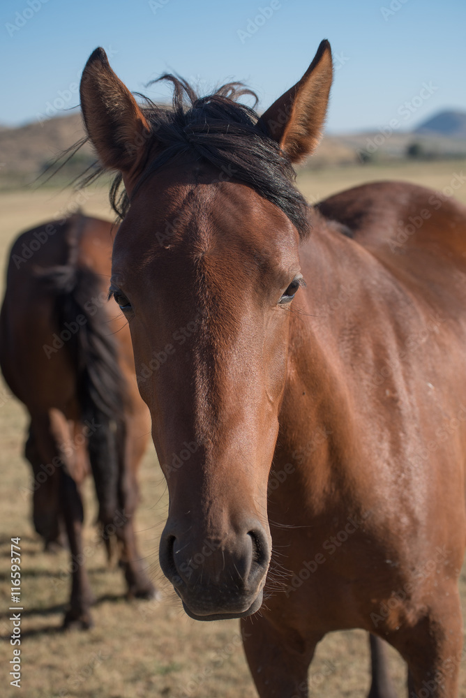 Obraz premium Brown Horse