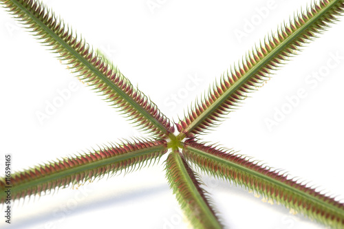 Beach wiregrass, Crowfoot grass isolate on white backguound. photo