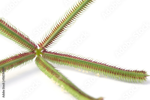 Beach wiregrass, Crowfoot grass isolate on white backguound. photo