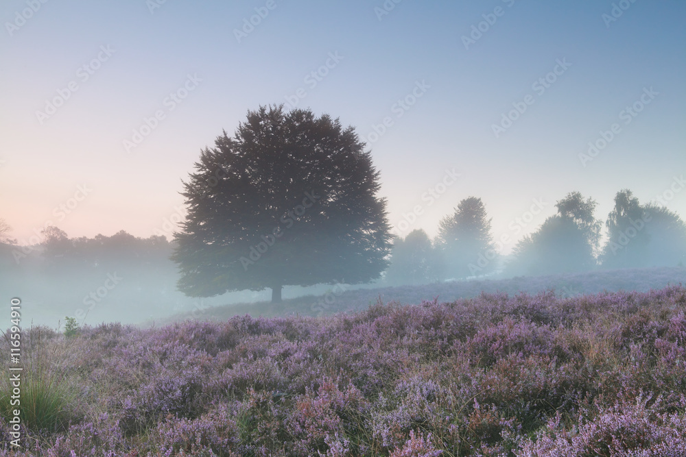oak tree and flowering heather in misty morning oak tree and flowering heather in misty morning