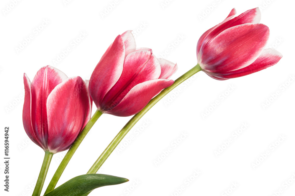 Fototapeta premium Tulips