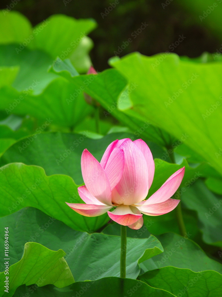ハスの花 ハスの花