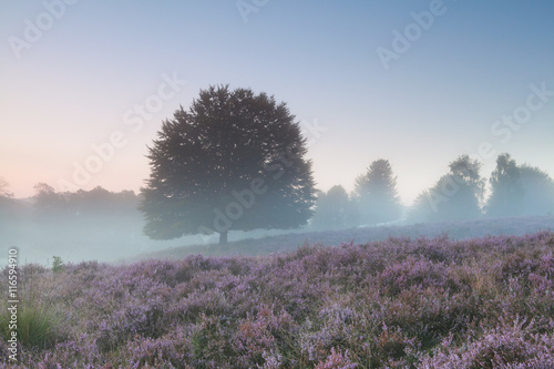 oak tree and flowering heather in misty morning