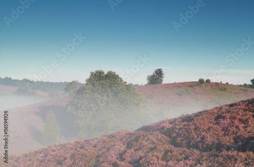 hills with flowering heather in misty morning photo