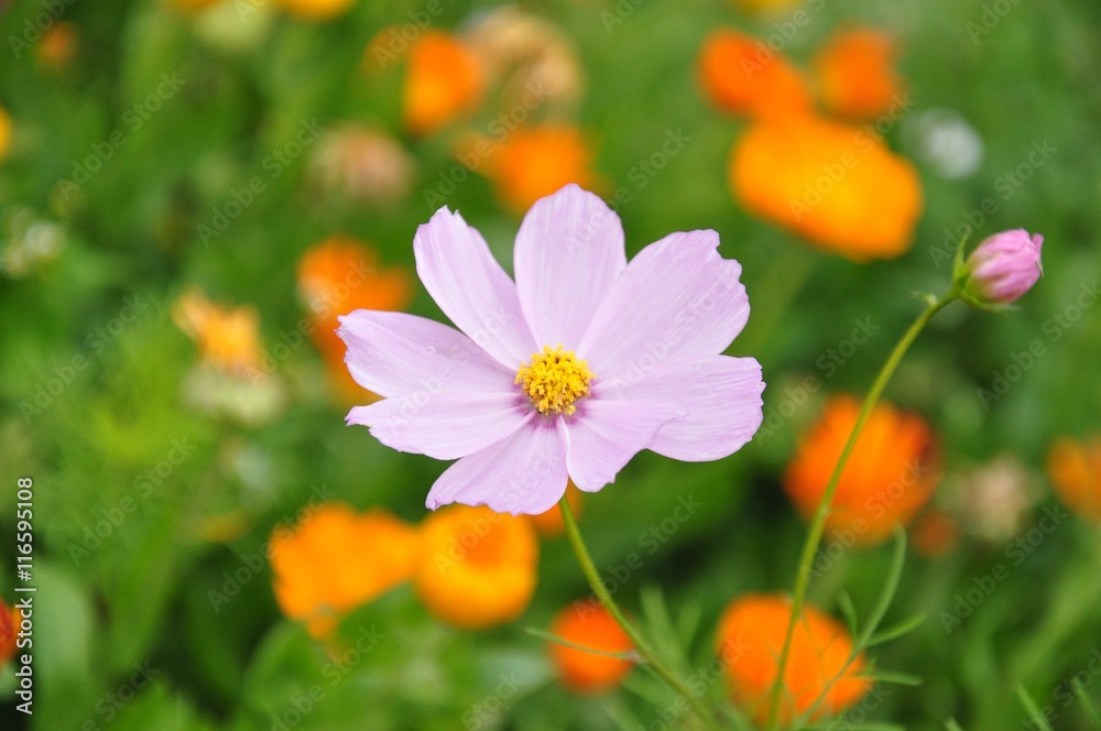 Cosmos flowers,bright pink flowers in the garden Cosmos flowers,bright pink flowers in the garden