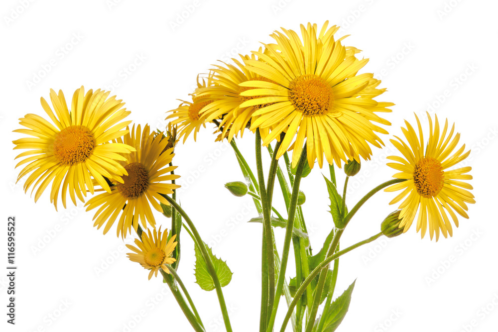 Naklejka Yellow flowers