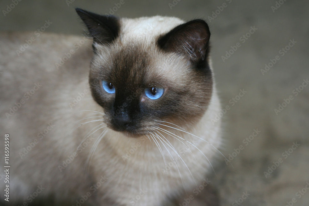 Красивый кот сиамский порода смотрит голубыми глазами Stock Photo | Adobe  Stock