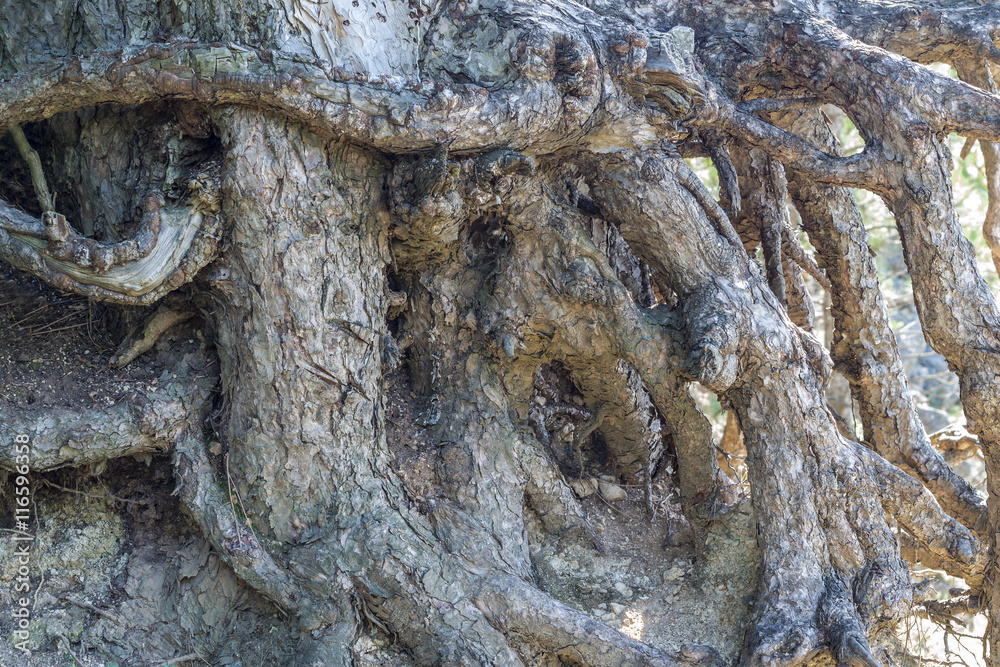 Pine tree roots close up