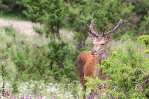 Red Deer Standing on a Field