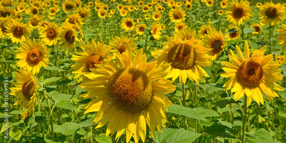 Fototapeta premium Sonnenblume
