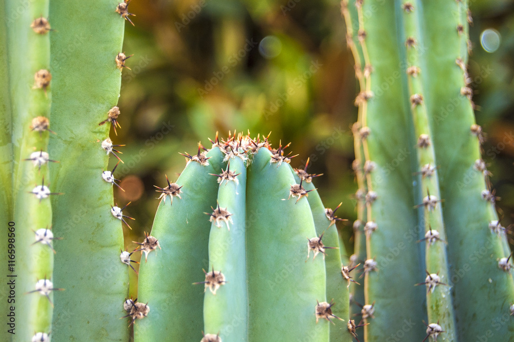 Macro green cactus on blur background Macro green cactus on blur background