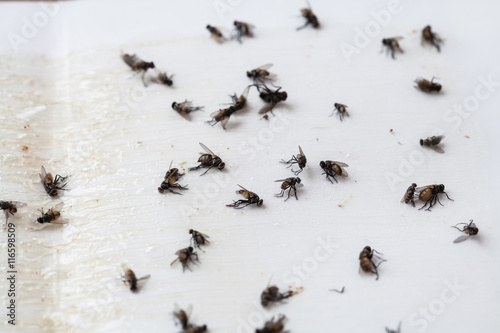 Flies caught on white sticky fly paper trap © amnarj2006