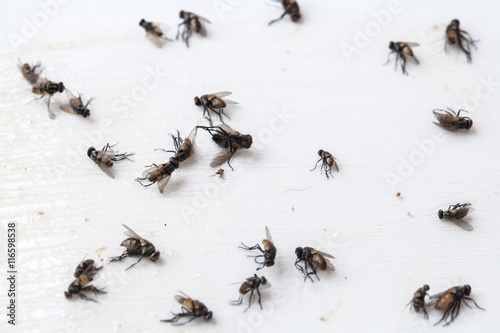 Flies caught on white sticky fly paper trap © amnarj2006