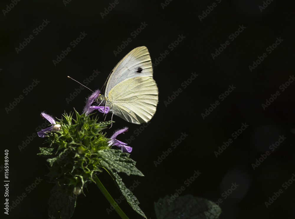 cabbage white butterfly on a flower of Salvia on a dark background cabbage white butterfly on a flower of Salvia on a dark background
