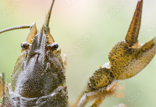 arthropods crustaceans cancer    the view from the back    claw closeup