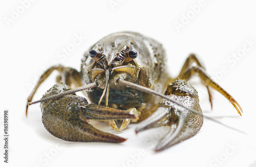 arthropods crustaceans cancer    the view from the back    claw closeup