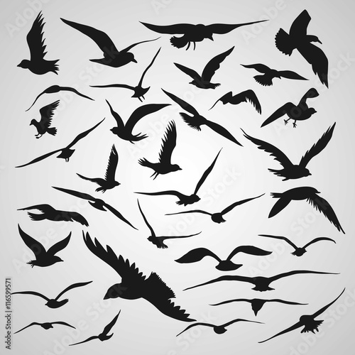 Silhouette flying birds