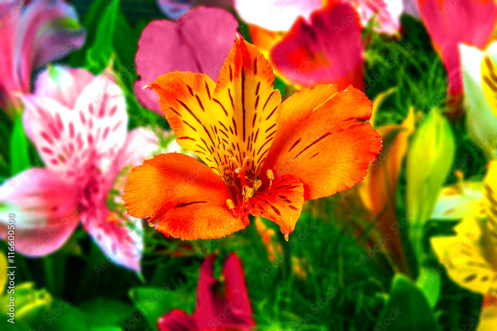 garden flowers on a green background Alstroemeria garden flowers on a green background Alstroemeria