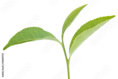 Green tea leaf