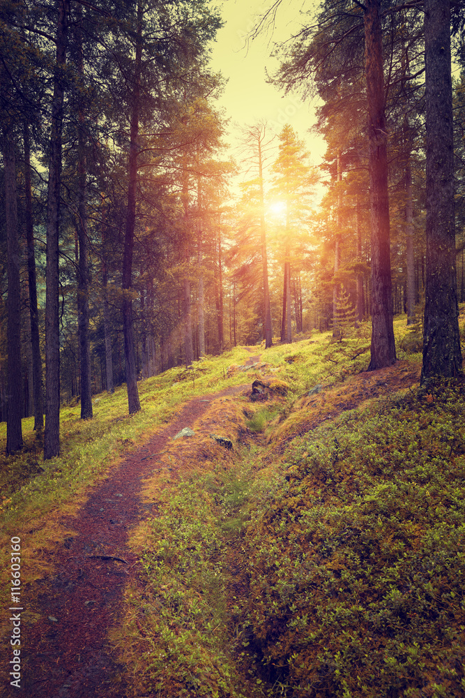 Fototapeta premium Beautiful Sunrise in autumn forest