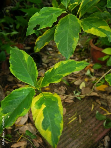 Wallpaper Mural tree Torontodigital.ca