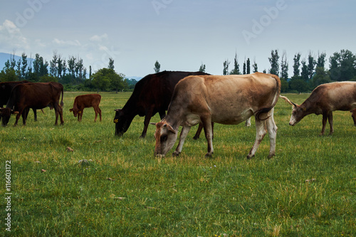 Herd of grazing cows