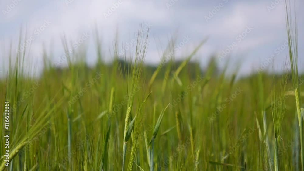 Beautiful Nature of Bali - Ubud Green Rice Field Beautiful Nature of Bali - Ubud Green Rice Field